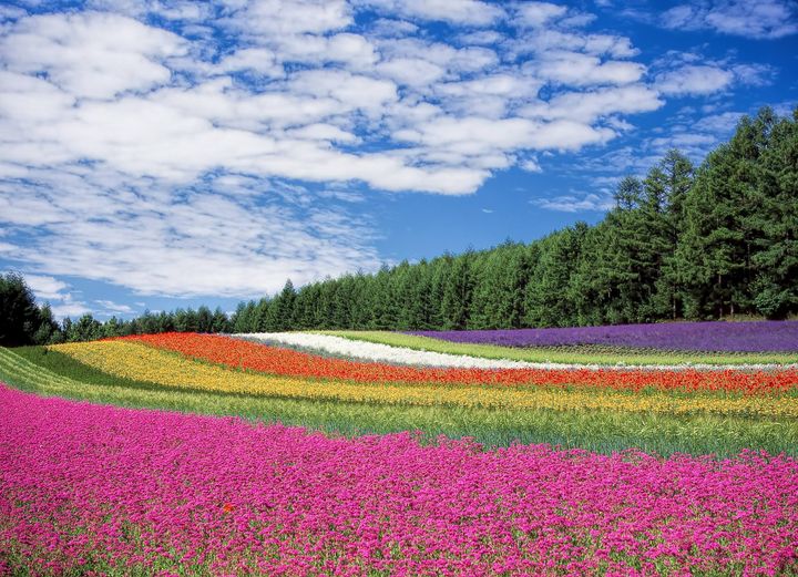 Flower Garden Hokkaido
Such a beautiful <3