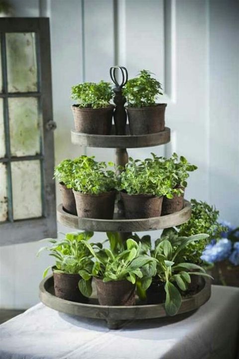 Indoor herb garden.