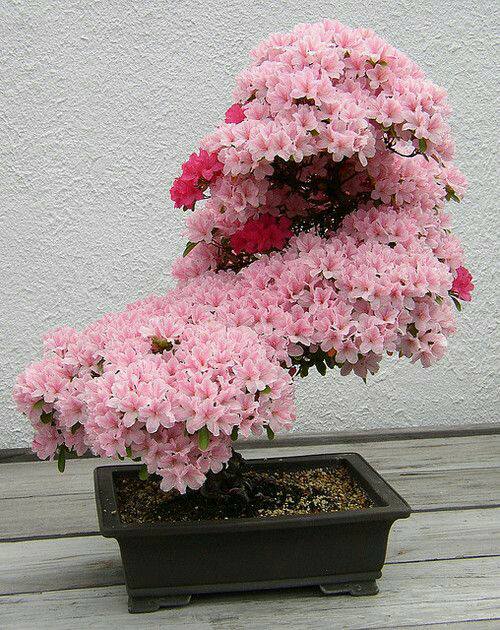 Bonsai cherry tree 🍒