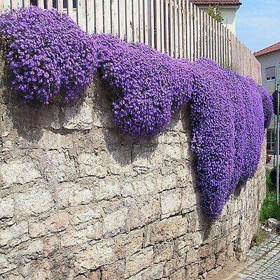 Beautiful  purple flower