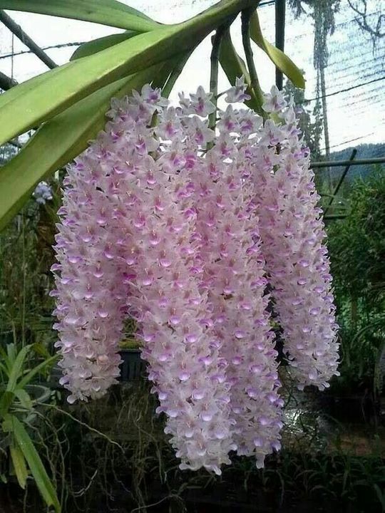Stunning orchid.