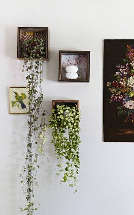 Amazing Indoor Plants