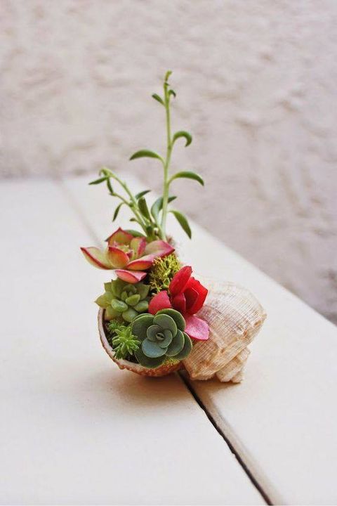 Cute tiny #Succulent
