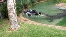 Australia's worst behaved Croc Elvis strikes again, snatches lawnmover! :) 