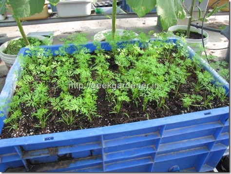 Don't have enough space for a garden? how about having a vegetable garden in containers in your balcony?? Here is a step by step guide for growing carrots in containers.