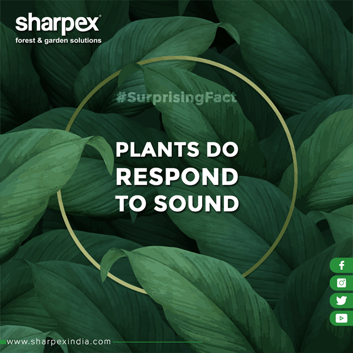 Talking to plants to help them grow is a well-known old wives' tale, but studies have shown vibration (like music, or perhaps even the sweet sound of your voice) can affect plant growth.

#DidYouKnow #SurprisingFact #GardeningTools #ModernGardeningTools #GardeningProducts #GardenProduct #Sharpex #SharpexIndia