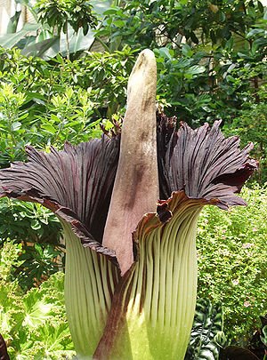 Did you know - The largest flower in the world is the titan arum, which produces flowers 10 feet high and 3 feet wide. The flowers smell of decaying flesh and are also known as corpse flowers.