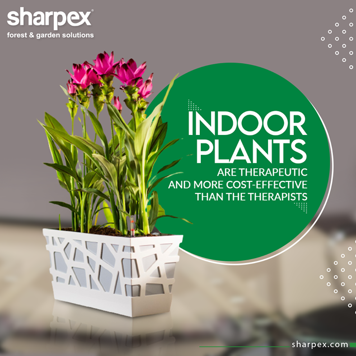Sharpex Engineering,  TherapeuticIndoorPlants, GardeningTools, ModernGardeningTools, GardeningProducts, GardenProduct, Sharpex, SharpexIndia