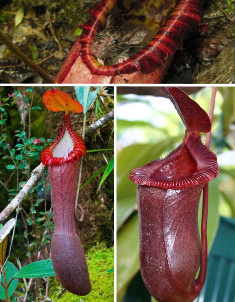 You may already be aware of carnivorous pitcher plants. But this particular variety, discovered in August 2009 is capable of digesting even rats!!