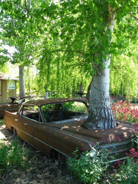 Tree growing out of a car..