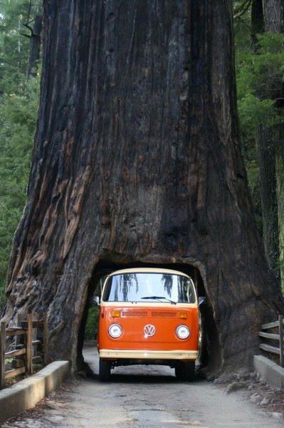 Drive Thru Tree, Sequoia National Forest, California