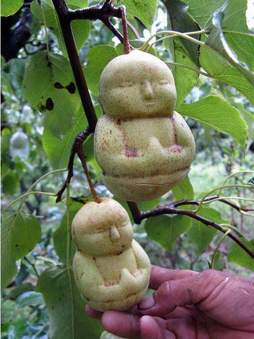 unusual shaped fruit
