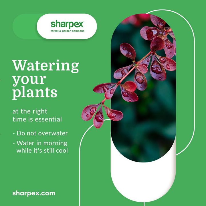 Summer gardening is optimal for growing variety of vegetables & flowers but watering your plants at the right time becomes absolutely essential during the Summer days.
Be wise with watering & take care of the following things:
- Do not overwater
- Water in morning while it's still cool

#CreativeGardeningAccessory #GardeningAccessories #GardeningTools #ModernGardeningTools #GardeningProducts #GardenProducts #Sharpex #SharpexIndia