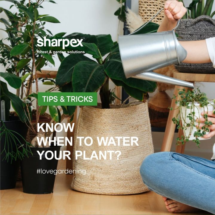 Hello gardening enthusiasts. Do you know overwatering your plants can kill them? Remember, overwatering doesn’t mean you are caring for your plants. The space for aeration present in the soil allows the healthy growth of the plant. Hence, knowing when & how to water your plants is important. To check this, all you have to do is to touch the soil with your hand. If the soil sticks to your hand, it means the moisture is still retained in the soil. When the soil is dry, it won’t stick to your hand - and that’s the time when you water your plants. To know such gardening tips, follow our page.

www.sharpex.com

#sharpex #lovegardening #gardeningisfun #nature #naturelovers  #GardeningAccessories #sharpexfoldablepruningsaw #IndianGardeningTools #gardeninginstyle #joyofgardening