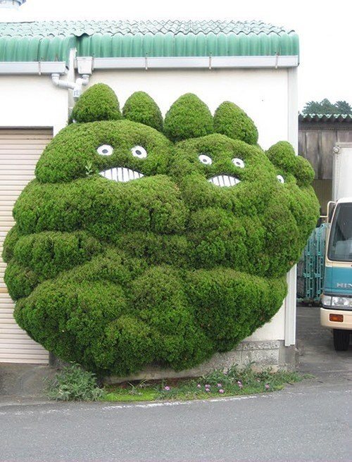 Totoro bush