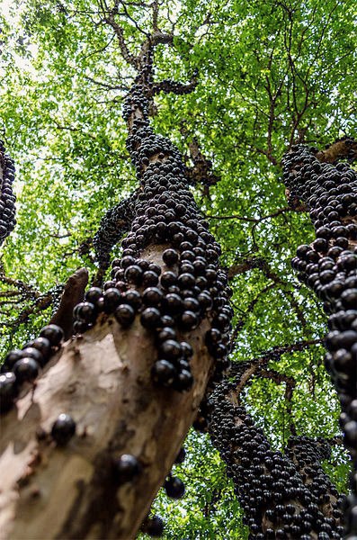 Brazilian Grape Tree (also known as Jabuticaba) does not use branches to grow fruits. It grows fruits (and flowers) directly on the trunk.