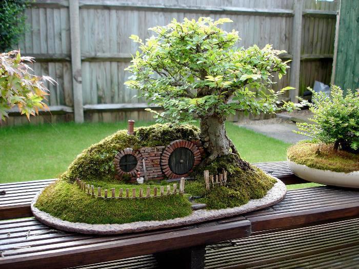 A miniature hobbit house, with a stunning Bonsai.