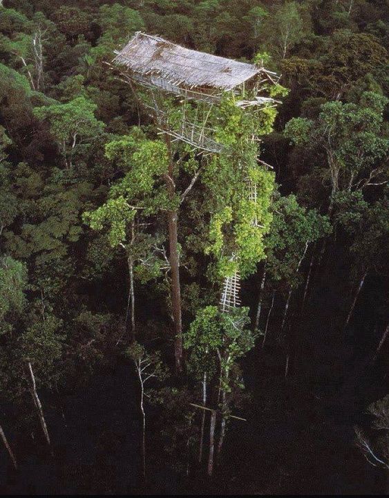 Korowai tribe of Papua, Indonesia, has engineered and survived in towering tree homes as high as 114 feet above the ground. 

They live up in the trees to protect themselves from swarming mosquitoes, evil spirits, and of course, troublesome neighbours. The tribe uses labour-intensive measures to create each of their high-rise wooden homes atop trees.

Each house is sturdy enough to accommodate up to a dozen people. This also includes the towering ladder constructed to reach the tree house. The home itself boasts floors and walls made of tree bark and a roof lined with leaves.