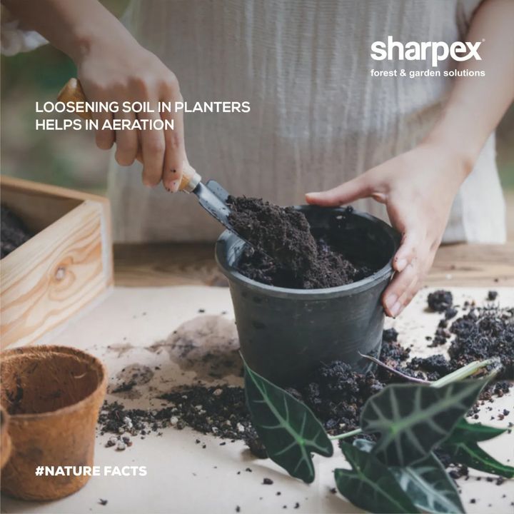 Loosening the plant-soil creates space for air which allows aeration around roots. This is really important, especially in the beginning of the rainy season which prevents your planters from clogging and allows quicker drainage of excess water. 

Check out our garden fork by visiting www.sharpex.com. 

#sharpex #sharpexcommunity #gardening #lovegardening #sharpexbringhometoday #gardeningtools #gardendecor #sharpexindia