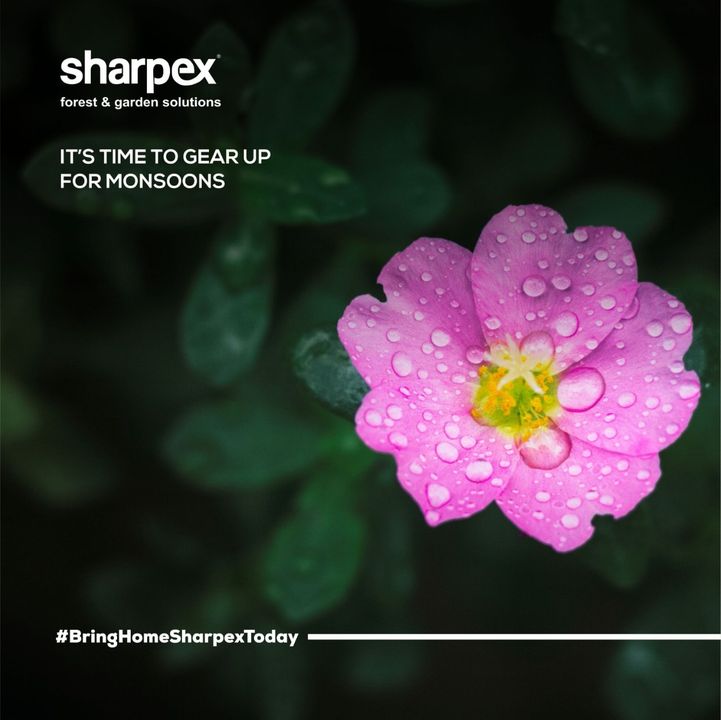 Before sizzling summers come to an end, it is the time to pick up your favourite gardening tools that can come in handy for you in the monsoon. Explore from a wide range of our gardening tools by visiting our website www.sharpex.com today.    

#sharpex #sharpexcommunity #gardening #lovegardening #sharpexbringhometoday #gardeningtools #gardendecor #sharpexindia