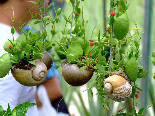 Snail Shell #Garden