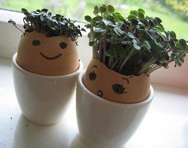 GROWING CRESS/MUSTARD IN EGG SHELLS

Plants need water, air and sunlight to grow. Did you know they can grow without soil? You can make your own cress head to prove this! Experiment using a homemade greenhouse to see if a greenhouse helps the cress to grow.

What you need:
Cress/mustard seeds
Two eggs
Kitchen roll
Cotton wool
Felt tips or paint
Clear plastic drinks bottle
Scissors

How to grow:
If you're using eggs, boil the eggs until they're hard boiled. Take the tops off gently. You can eat the boiled eggs - yummy! Clean the inside of the eggs gently, so they don't break. 
Draw a face on the egg shells using felt tips or paints.
When the paint has dried, wet some kitchen roll and put it in the bottom of the egg shells.
Wet some cotton wool and put it on top of the kitchen paper. Make sure there is a gap between the cotton wool and the top of the egg shells.
Put some cress seeds on the cotton wool and press them down gently.
Put your egg shells or pot in a sunny, warm spot - try a kitchen windowsill.
You can make a greenhouse to put over one of the egg shells. Ask an adult to cut the top off a plastic drinks bottle. Put the bottom half of the drinks bottle over the top of one egg shell. The inside of your greenhouse will be warm and damp.