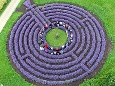 Lavender Labyrinth, Germany