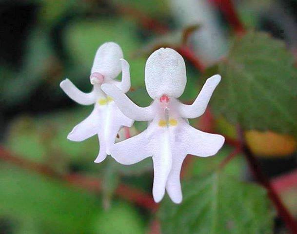 Dancing Girl Orchids!