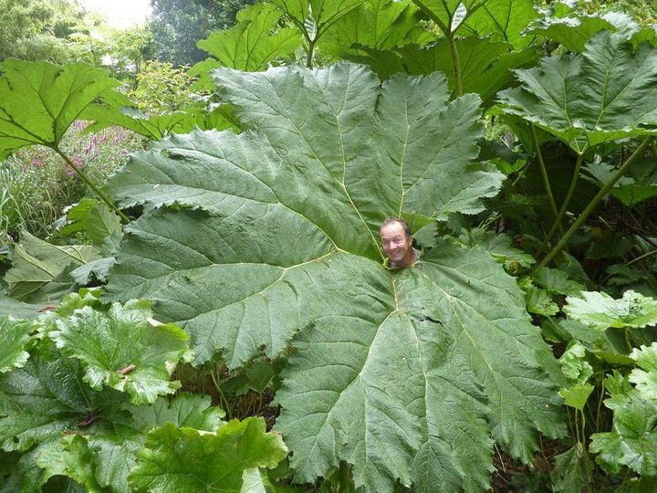Can you name this giant brazilian plant?