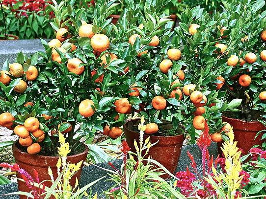 CAN WE TREAT FRUIT TREES AS A BONSAI ?

In bonsai gardening the roots of a tree are trimmed to make sure the tree fits the container, instead of the container changed to fit the tree. Have you ever heard of anyone in the container gardening set trimming roots?