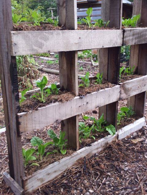 Go vertical with pallet gardening!