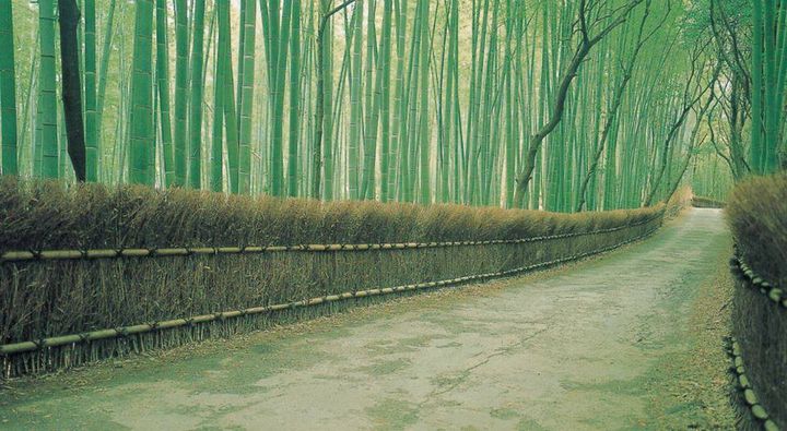 Bamboo Fence!