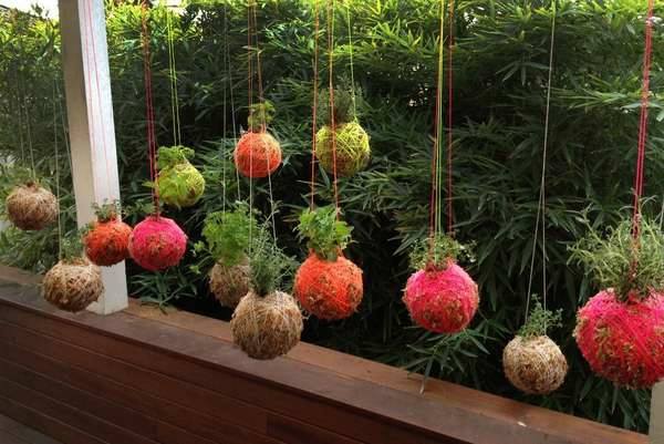 colorful flower decoration for #homegarden