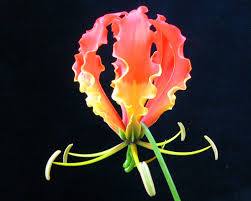 Gloriosa - The most expensive flower in the world. It’s unique and rare and it changes its color from tip to center. The color vary from red, orange, yellow to any combination of these.

#gloriosa #flowers #realflowers #garden #gardening