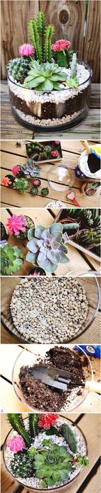 DIY Cactus Garden Idea