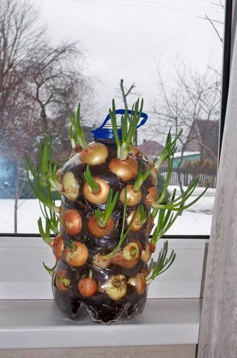 Its an amazing idea to grow onion at home..!!
#homegarden