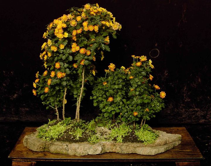 chrysanthemum bonsai by creating a slab planting