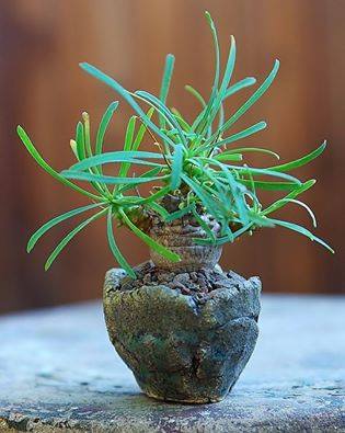 Euphorbia multifloria