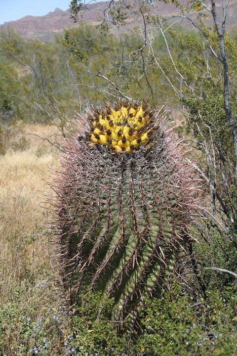 giant cactus bloom