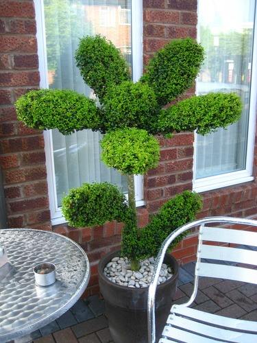 make your porch attractive by giving perfect shape to plants http://goo.gl/K4p5mO