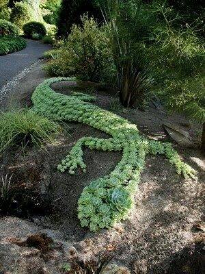 #succulent croc design