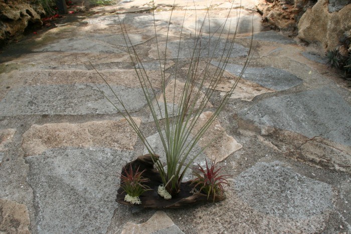 make your garden path awesome with this tillandsia arrangement!