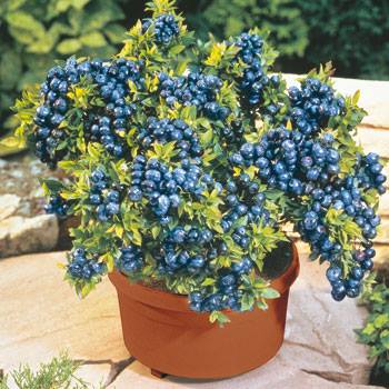 who knew? blueberries thrive in container gardens!
