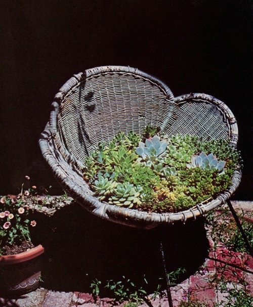 succulent garden idea!!