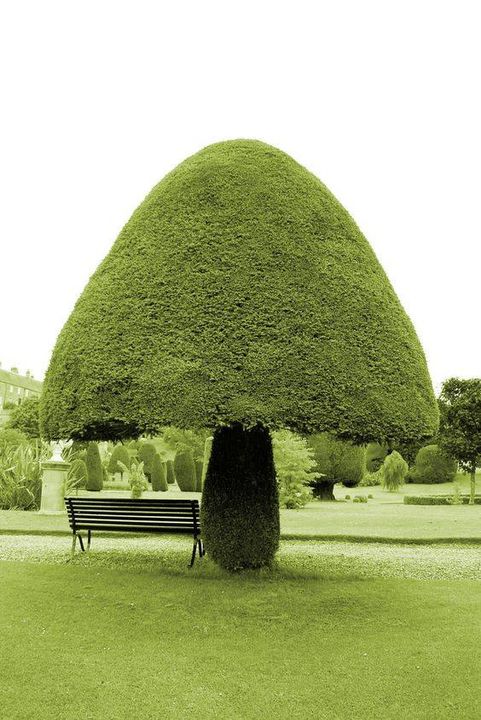 Its really awesome..
Mushroom shape tree..!!