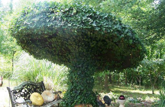 UPCYCLED satellite dish covered with IVY. Doesn’t it make an AWESOME natural UMBRELLA?